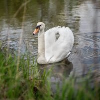 По глади :: sorovey Sol