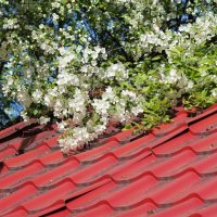 Весна на крыше :: Наталия Григорьева