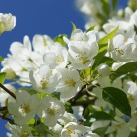 Цветение :: Наталия Григорьева Цветение :: Наталия Григорьева