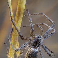 Паук :: Александр Григорьев