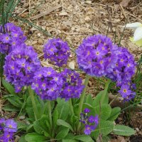 Примула :: Лидия Бусурина Примула :: Лидия Бусурина