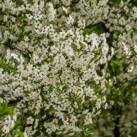 Всё в цвету :: Ирина Соловьёва