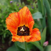 С неформальным днём тюльпанов! :: Светлана 