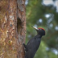 Самец у дупла... :: Андрей Медведев