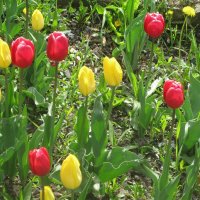 Красные и жёлтые :: Дмитрий Никитин