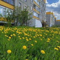 А у нас во дворе...всё жёлтенькое)) :: Алена