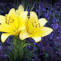 они на радость нам даны :: Олег Лукьянов