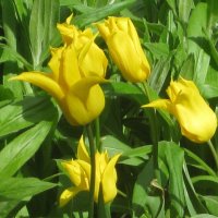 Стрельчатые жёлтые тюльпаны :: Дмитрий Никитин Стрельчатые жёлтые тюльпаны :: Дмитрий Никитин