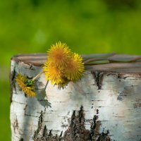 *Солнечный майский денёк* :: Анатолий Нецепляев *Солнечный майский денёк* :: Анатолий Нецепляев