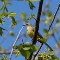 Желтая трясогузка :: Андрей Зайцев Желтая трясогузка :: Андрей Зайцев