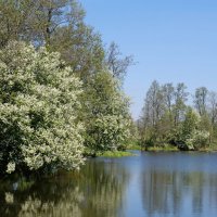Черемуха над водой :: Андрей Зайцев