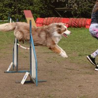 Аджилити :: Анатолий Шумилин