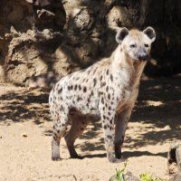 Гиена :: <<< Наташа >>> Гиена :: <<< Наташа >>>