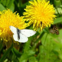Летят насекомые на сладенькое. :: Милешкин Владимир Алексеевич 