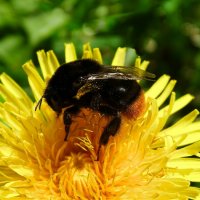 Каменный шмель :: Милешкин Владимир Алексеевич 