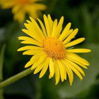 Дороникум :: Татьяна Лютаева Дороникум :: Татьяна Лютаева