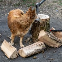 Помощница :: Игорь Сикорский