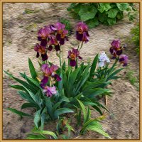 Ирисы :: Анатолий Чикчирный