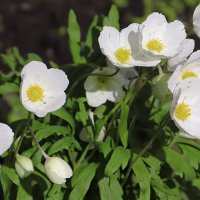 Ветреница дубравная :: Любовь Сахарова