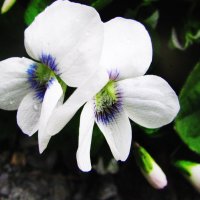 Садовая фиалка :: Людмила Смородинская Садовая фиалка :: Людмила Смородинская