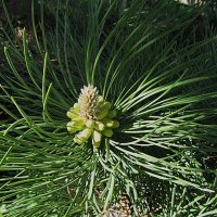 майские шишки :: Елена Шаламова майские шишки :: Елена Шаламова