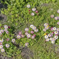 Созвездие маргариток :: Валерий Иванович