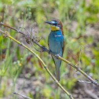 золотистые щурки :: юрий макаров