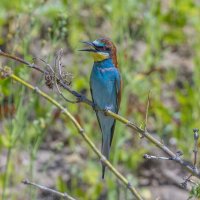золотистые щурки :: юрий макаров золотистые щурки :: юрий макаров