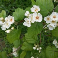 Весеннее :: Елена Семигина
