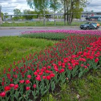 Тюльпаны около дороги :: Александр Синдерёв