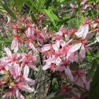 Степной бобовник или миндаль :: Galaelina *** Степной бобовник или миндаль :: Galaelina ***