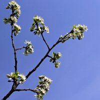 Цветение :: Владимир Попов