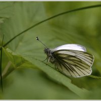 *** :: Aleksandr Gal