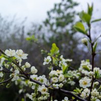 Цветение слив :: Светлана Мишенёва Цветение слив :: Светлана Мишенёва