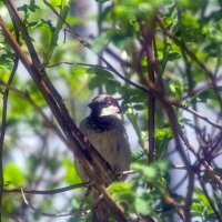 Воробей :: Lyubov Busova