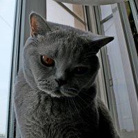 Кот Масик :: Лютый Дровосек