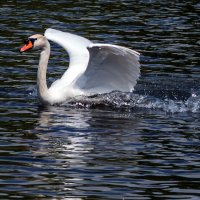 **** :: Владимир Безбородов