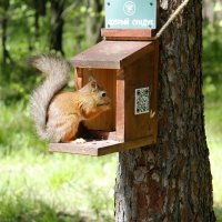 Обеденный перерыв :: Евгений Шафер