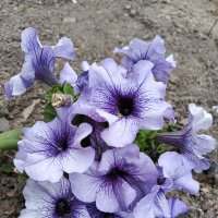 Петунии :: Татьяна Пальчикова