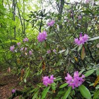 РОДОДЕНДРОНОВЫЙ ЛЕС :: Tata Wolf