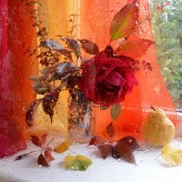 *** :: Надежда Куркина 