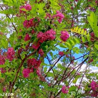 Акация розовая :: Нина Бутко Акация розовая :: Нина Бутко