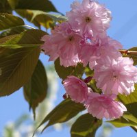 Она еще цветет :: Anna-Sabina Anna-Sabina Она еще цветет :: Anna-Sabina Anna-Sabina