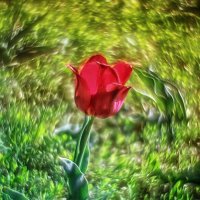 Аленький цветочек :: Игорь Сарапулов Аленький цветочек :: Игорь Сарапулов