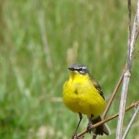 желтая трясогузка :: gawrilа - dan