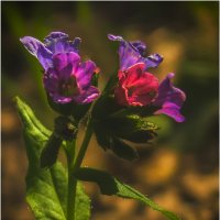 Майские лесные :: Валентин Котляров Майские лесные :: Валентин Котляров