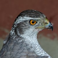 Тетеревятник :: Viktor Makarov