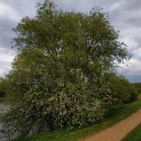 * * * :: Андрей Лукьянов