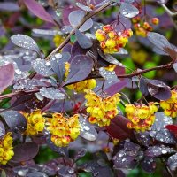Барбарис под дождём :: Милешкин Владимир Алексеевич 