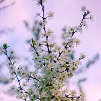 Цветущая вишня :: Сергей Кочнев